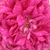 Purper - Portland roos - Rose de Resht